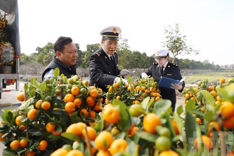 中山花卉加緊出貨
