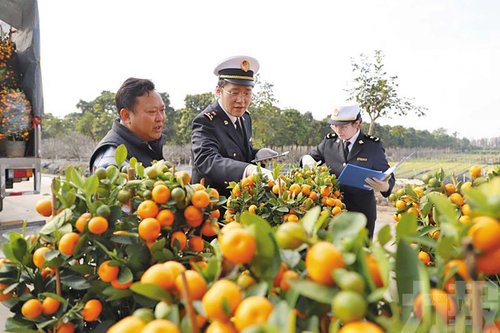 中山花卉加緊出貨