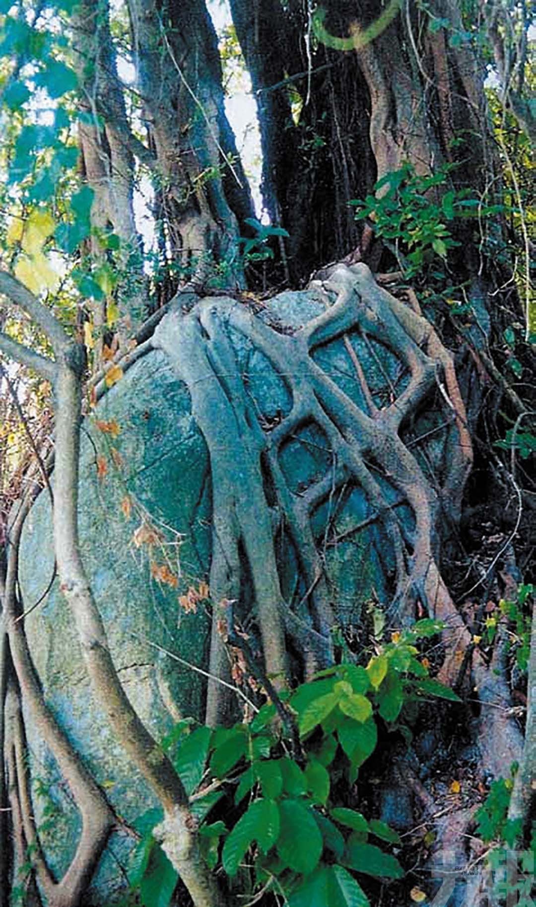 姻緣石的傳說：青洲煙雨間的永固盟誓