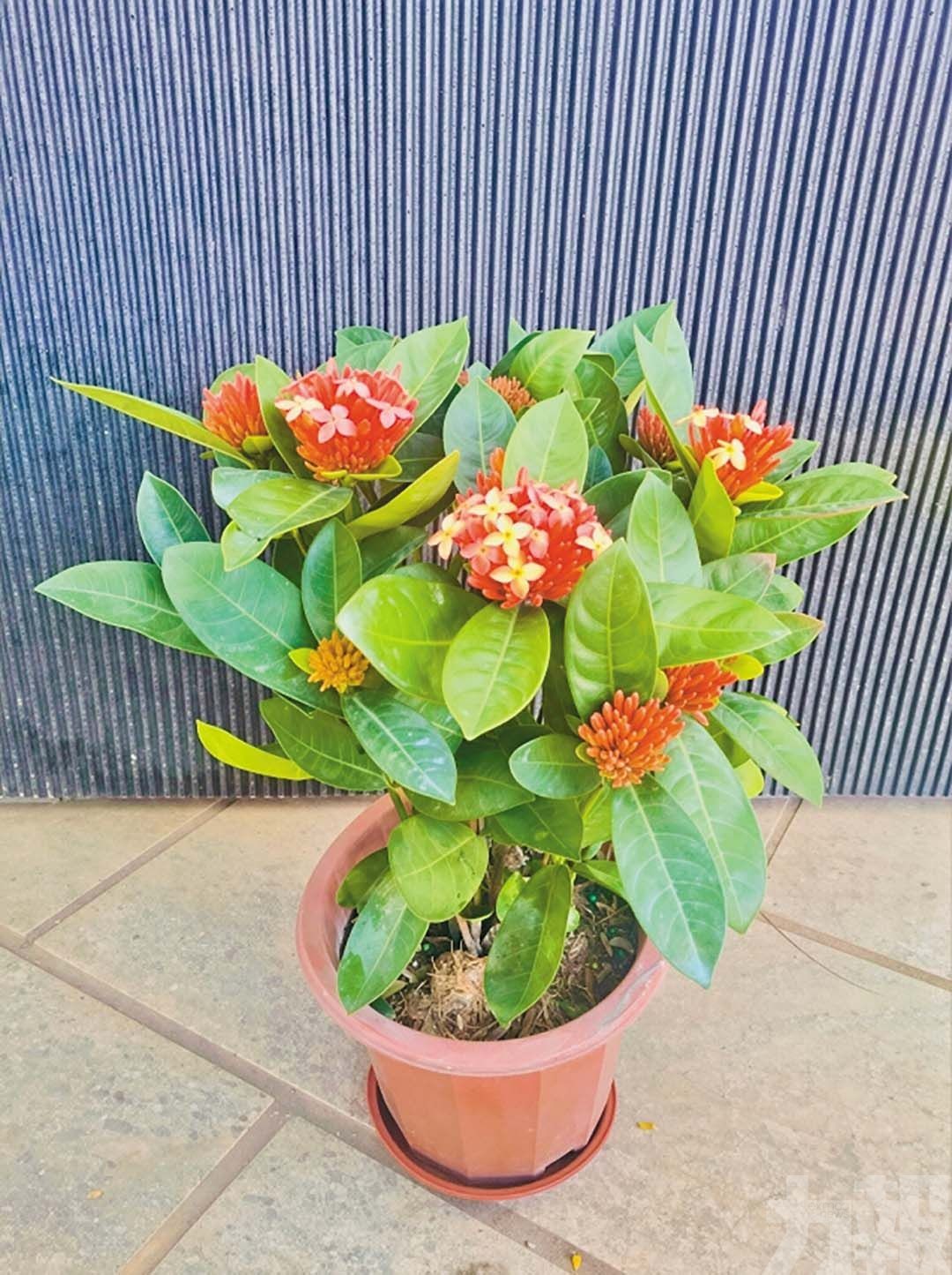 冀延續植物生命及推廣綠化環境