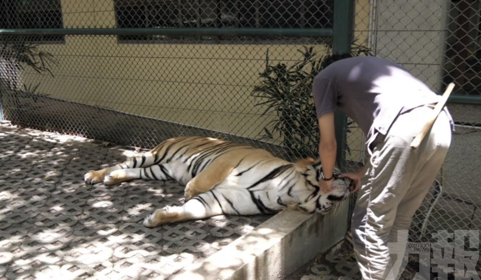 12日內72隻老虎死亡