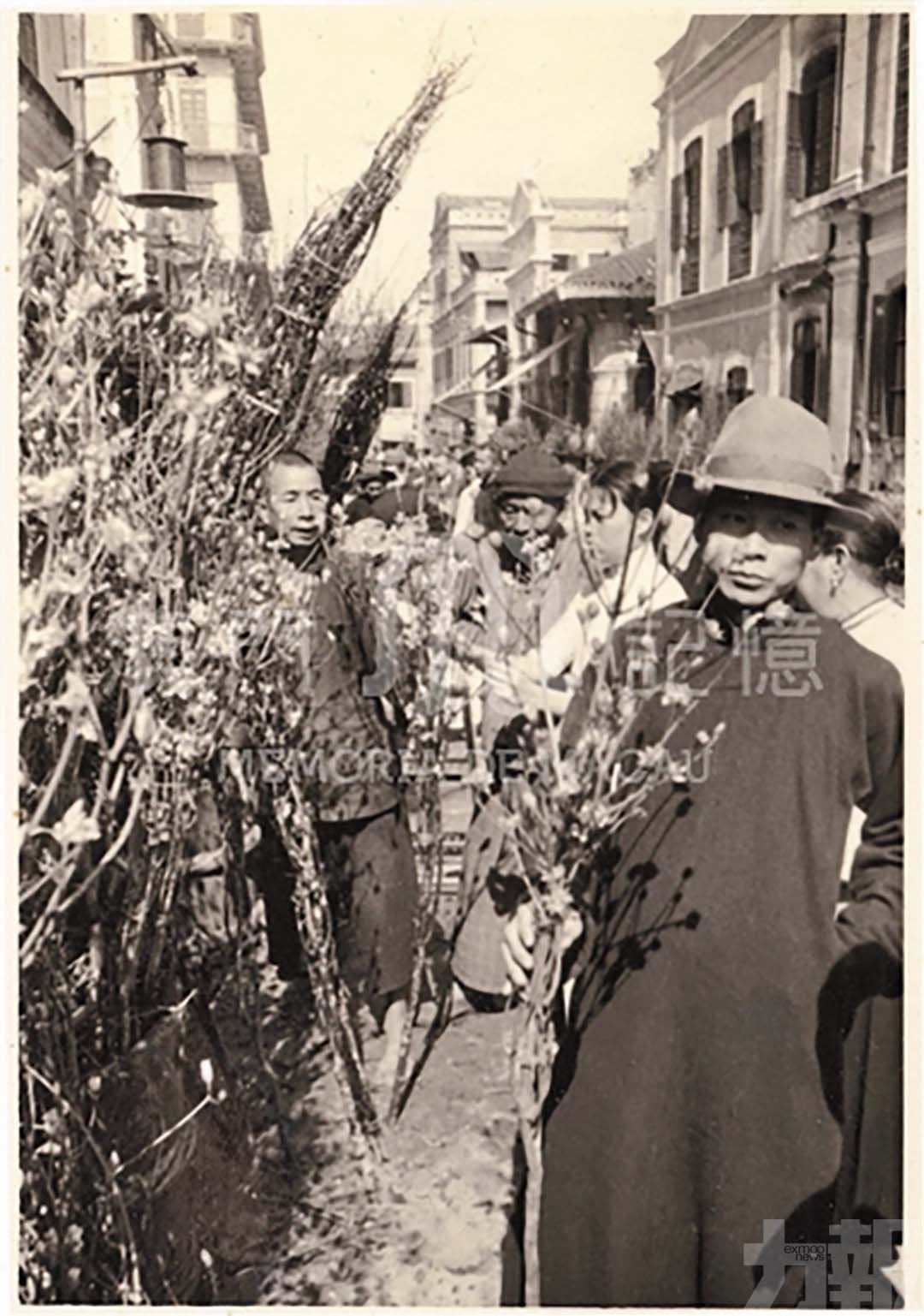 灣區花路繪就澳門年花情緣