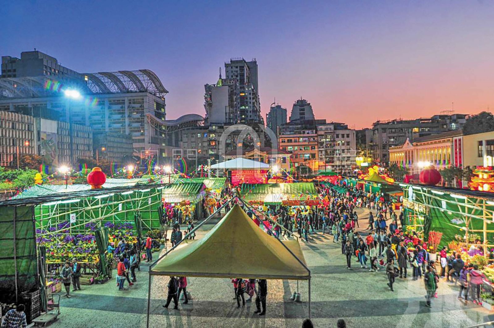 灣區花路繪就澳門年花情緣