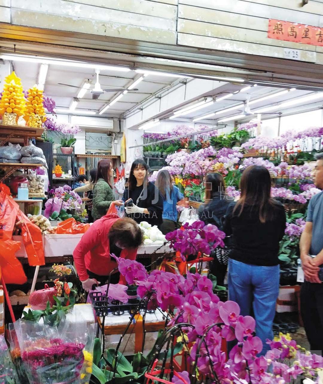 灣區花路繪就澳門年花情緣