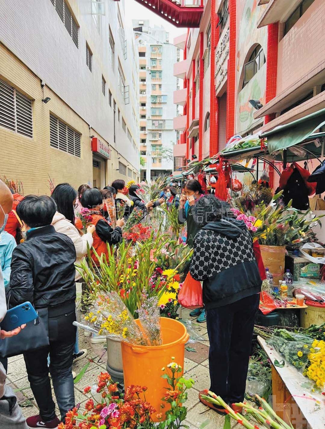 灣區花路繪就澳門年花情緣