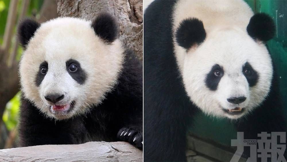 涉事熊貓館閉館整改