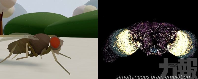 首度由真實神經連接組驅動虛擬軀體