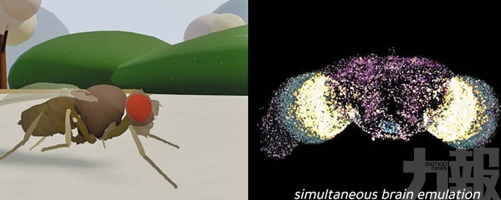 首度由真實神經連接組驅動虛擬軀體