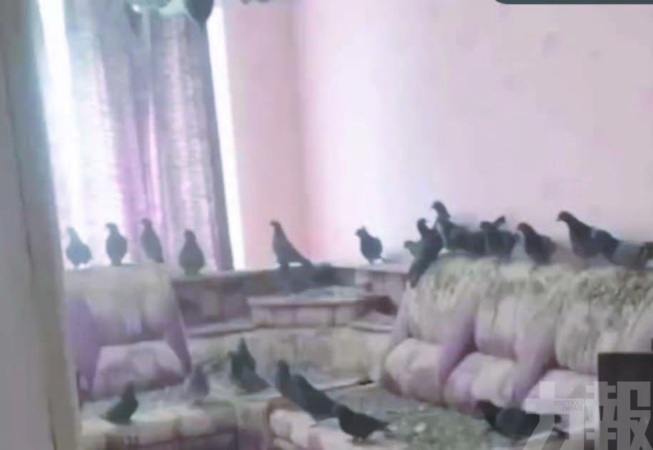 返屋驚見已成「鴿子王國」