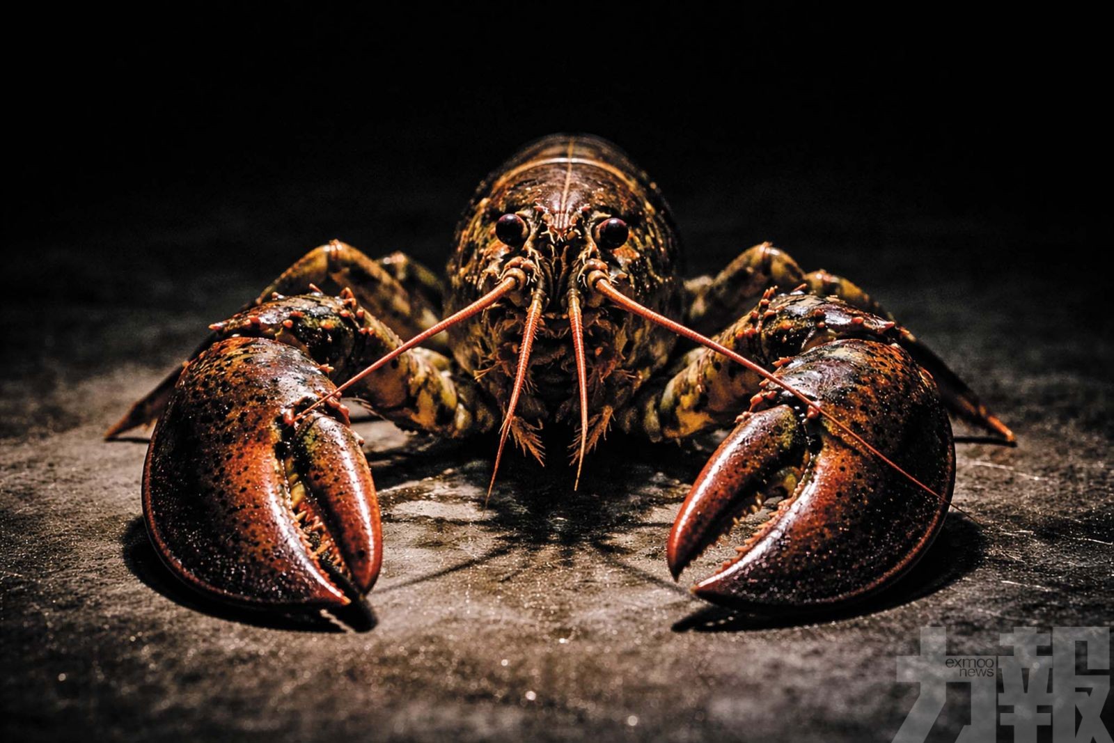 內地活躍節點逾2.3萬個