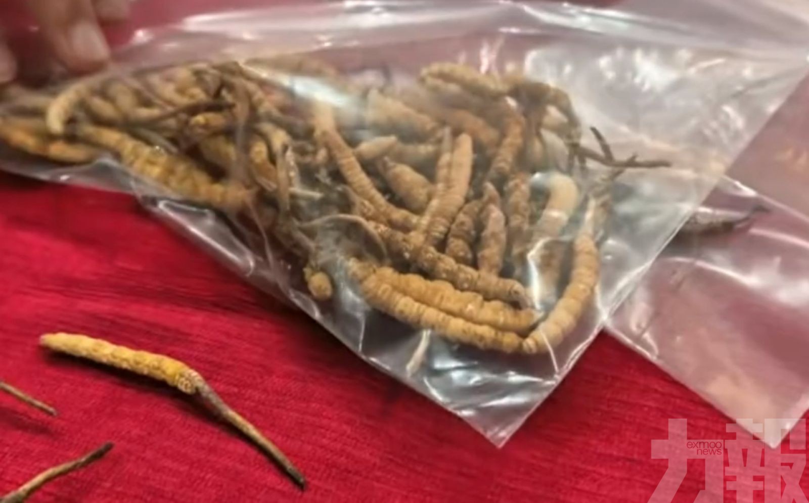 商家用膠水拼接冒充野生貨