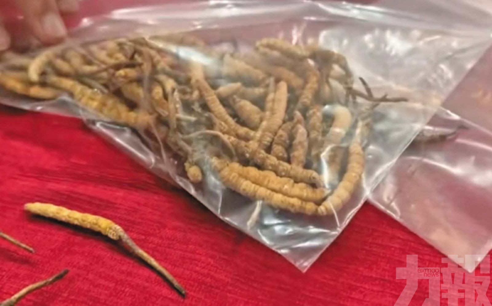 商家用膠水拼接冒充野生貨