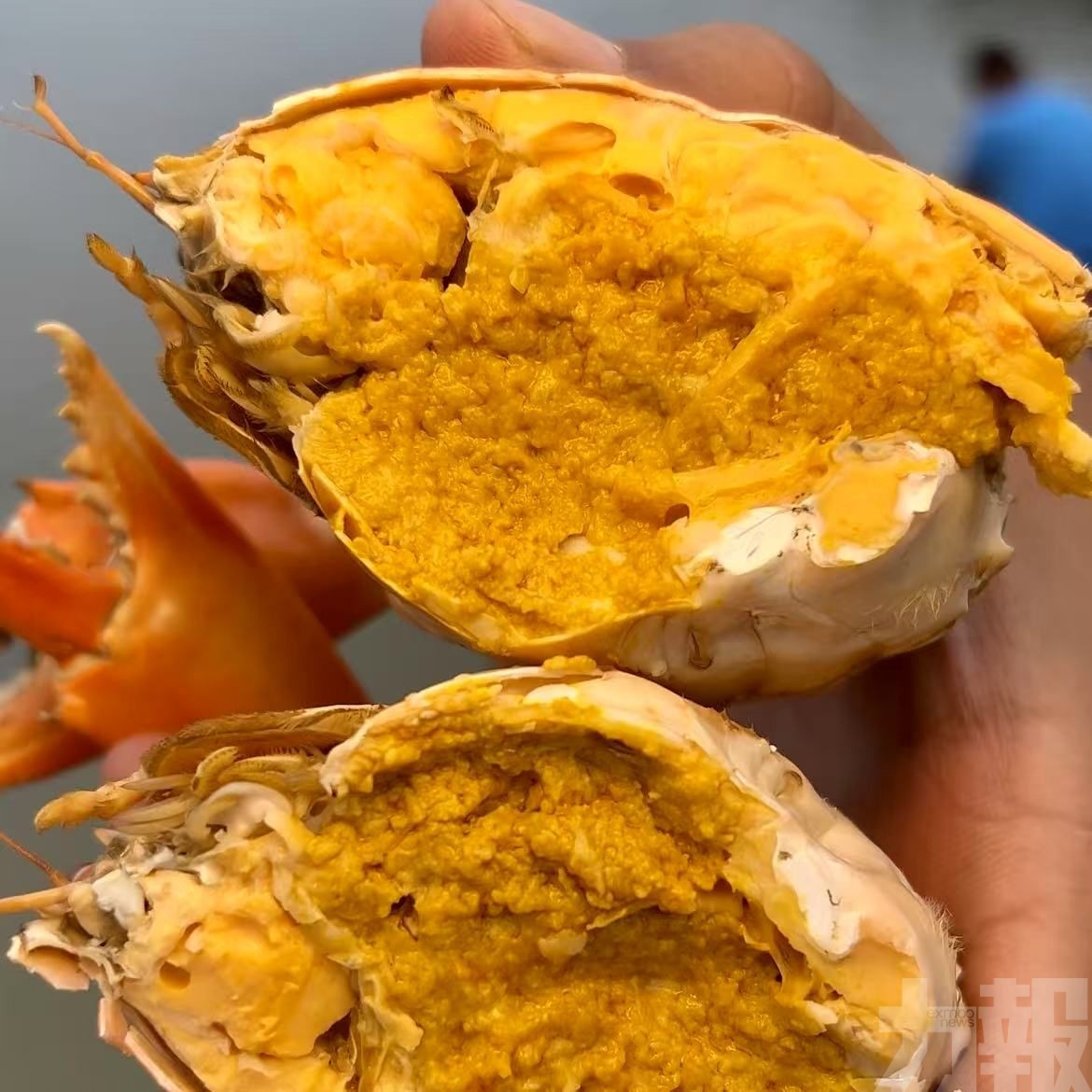 珠海斗門2,000畝基地蟹苗春投