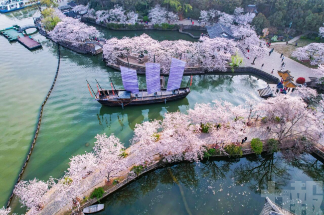 鼋頭渚國際櫻花節全球發布