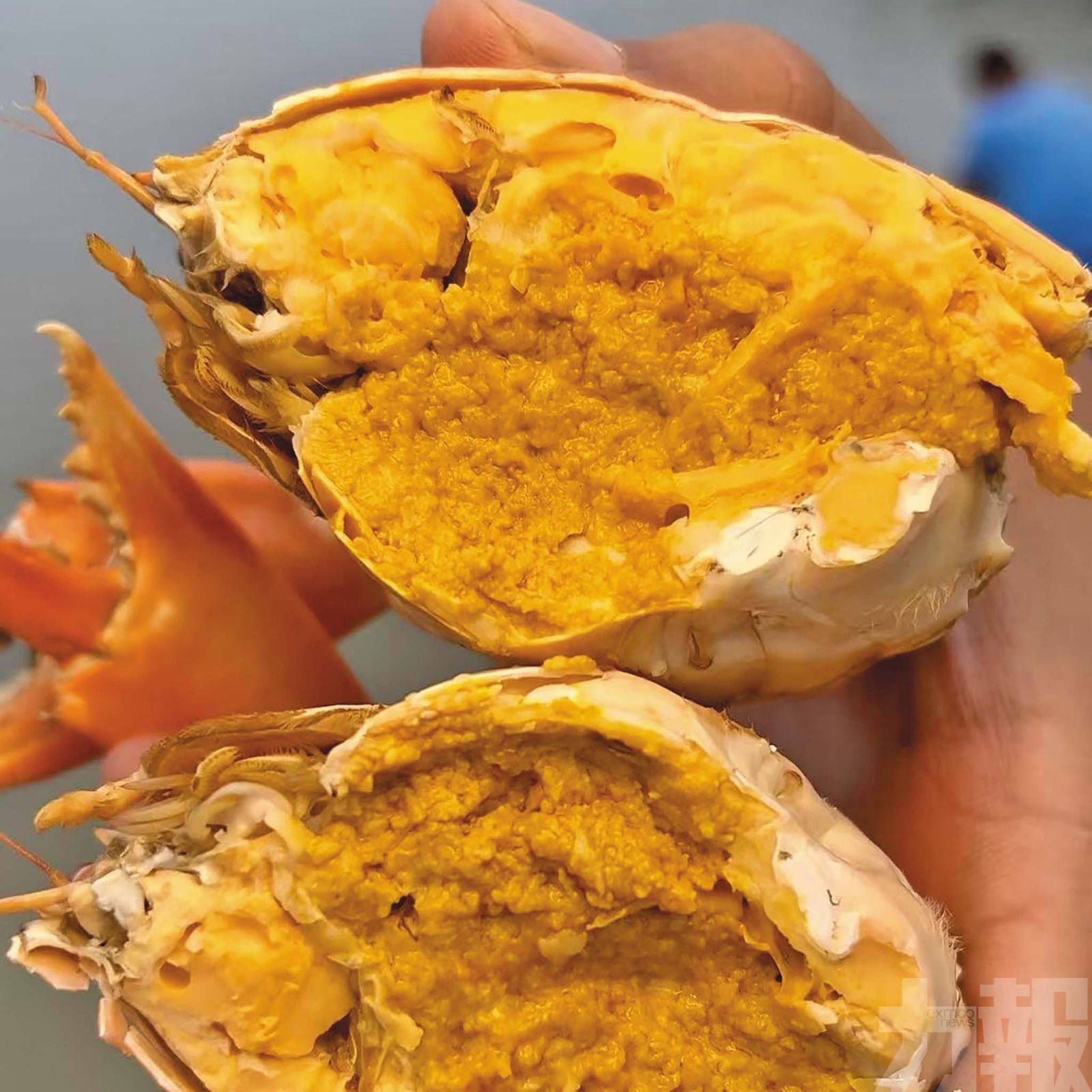 珠海斗門2,000畝基地蟹苗春投