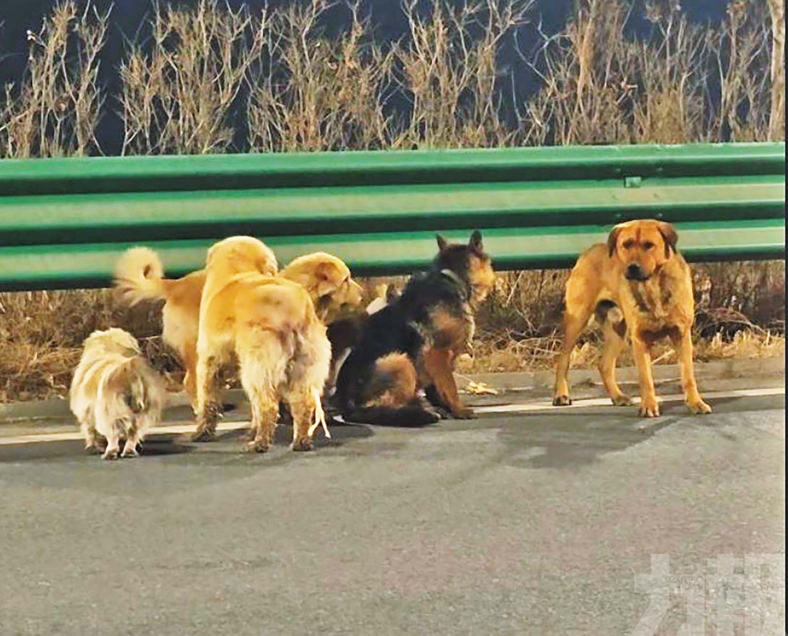 偕負傷同伴走17公里回家