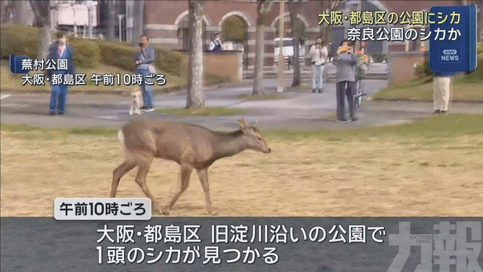 四處閒晃不怕人群