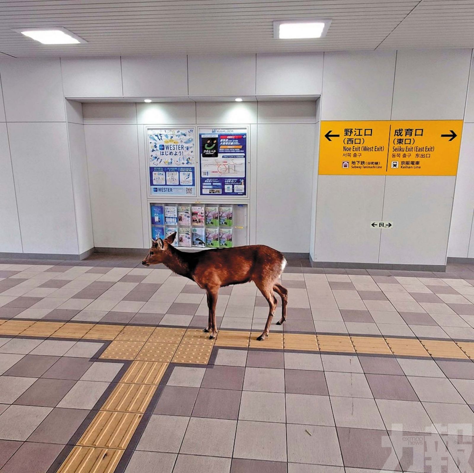 四處閒晃不怕人群