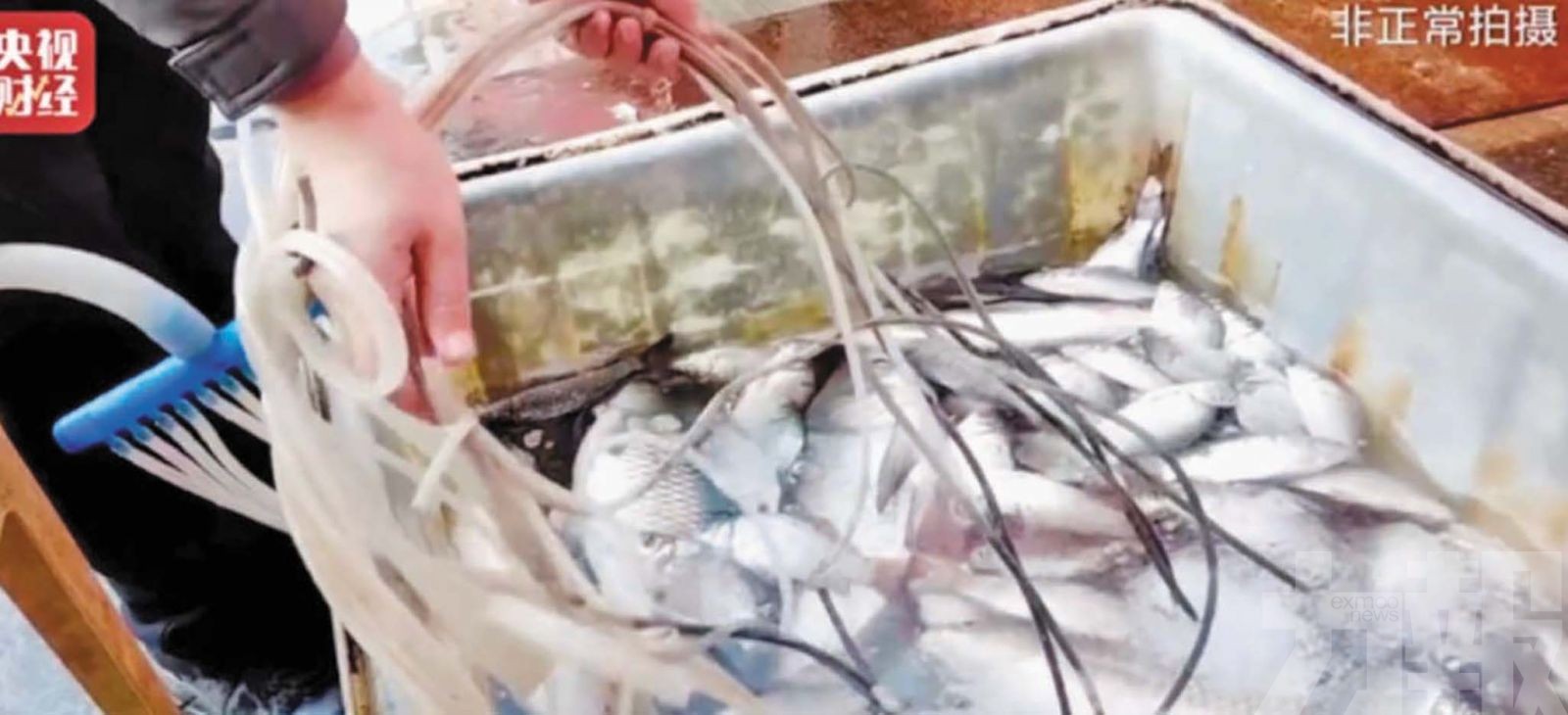 央視揭活魚「安眠藥」黑幕