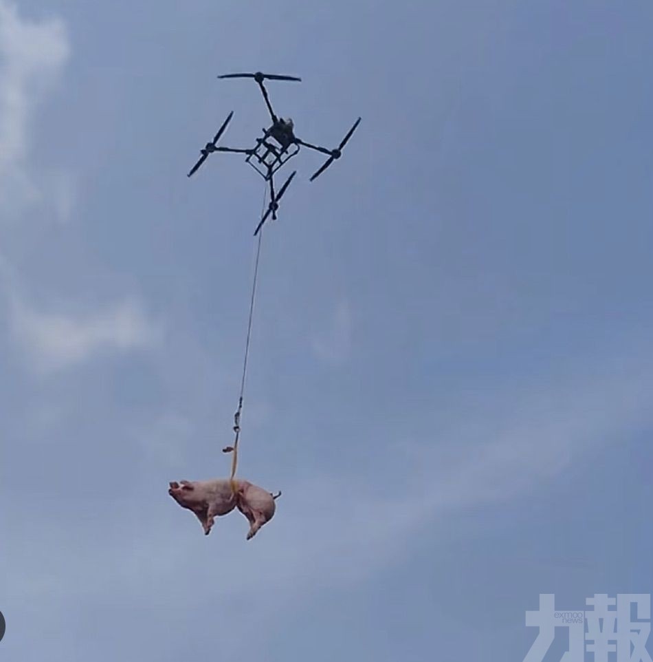 租無人機吊活豬上山