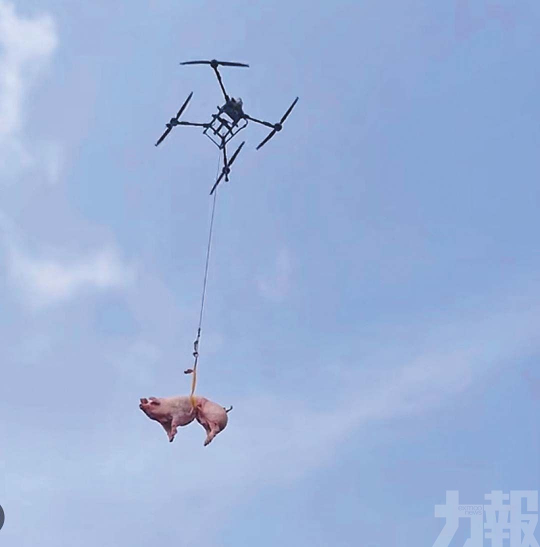 租無人機吊活豬上山