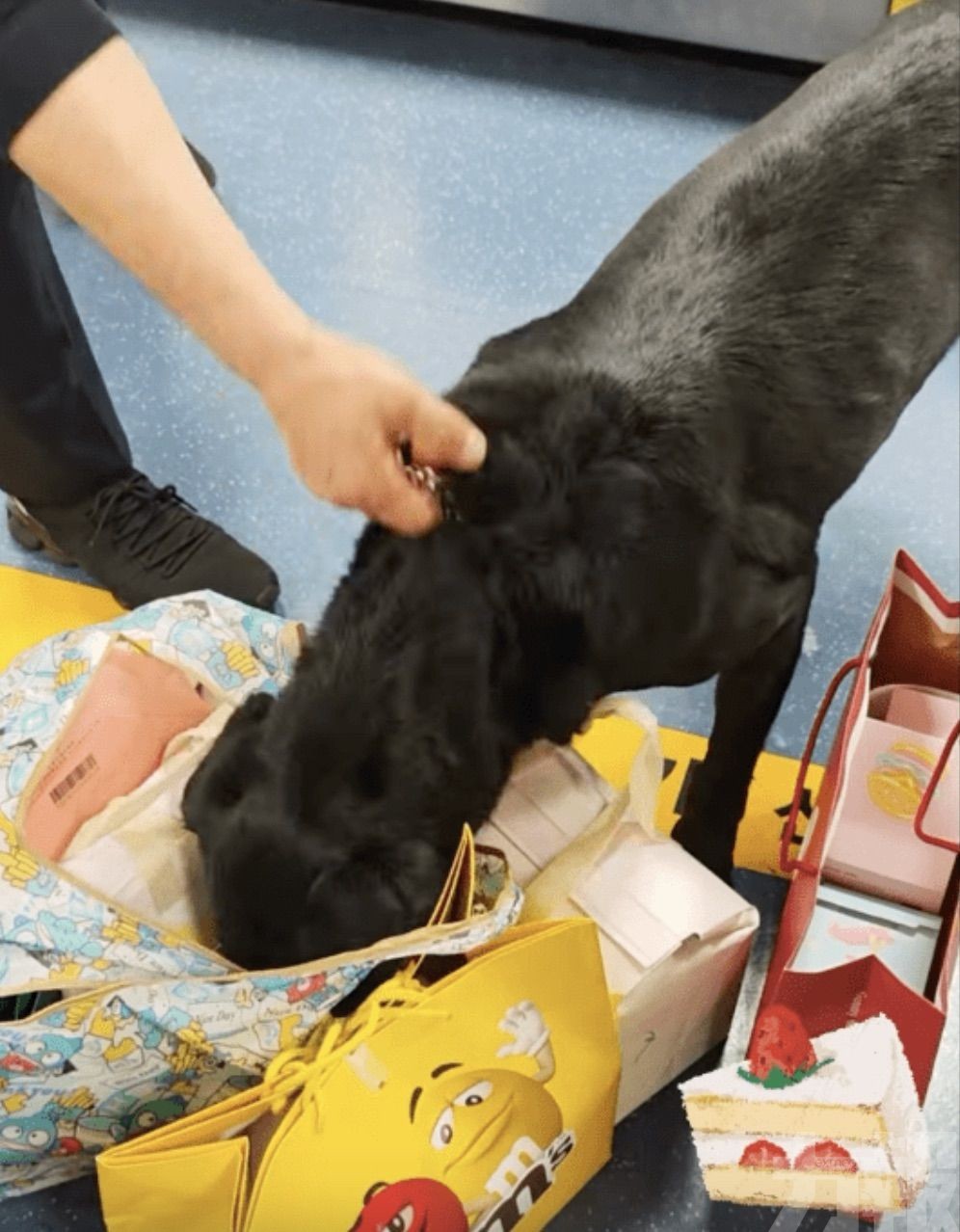 搜出蛋糕當場吃掉