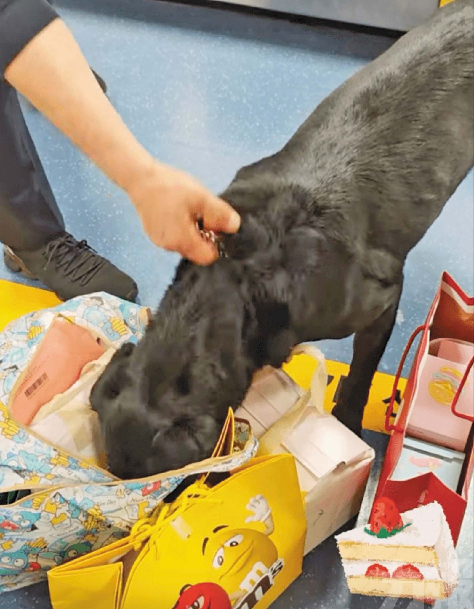 搜出蛋糕當場吃掉