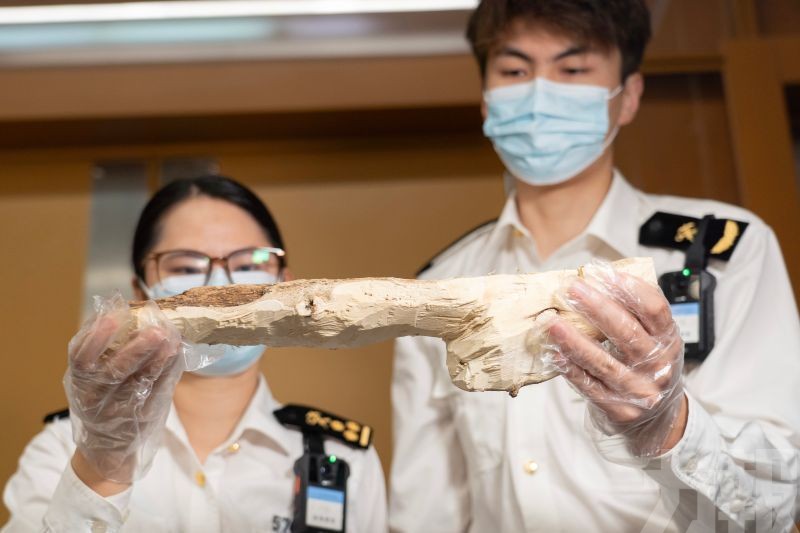 海關查獲瀕危沉香木667克