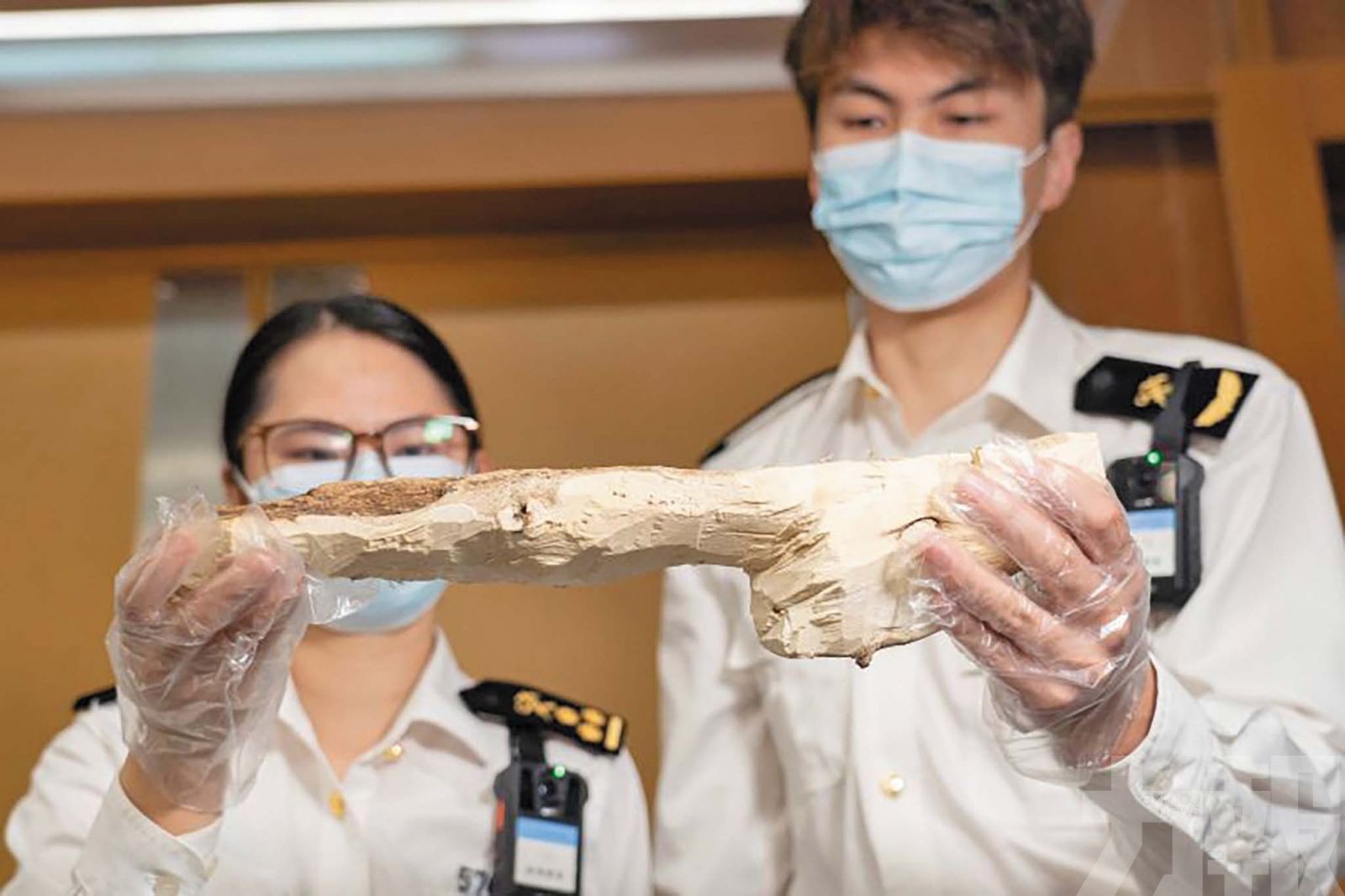 海關查獲瀕危沉香木667克