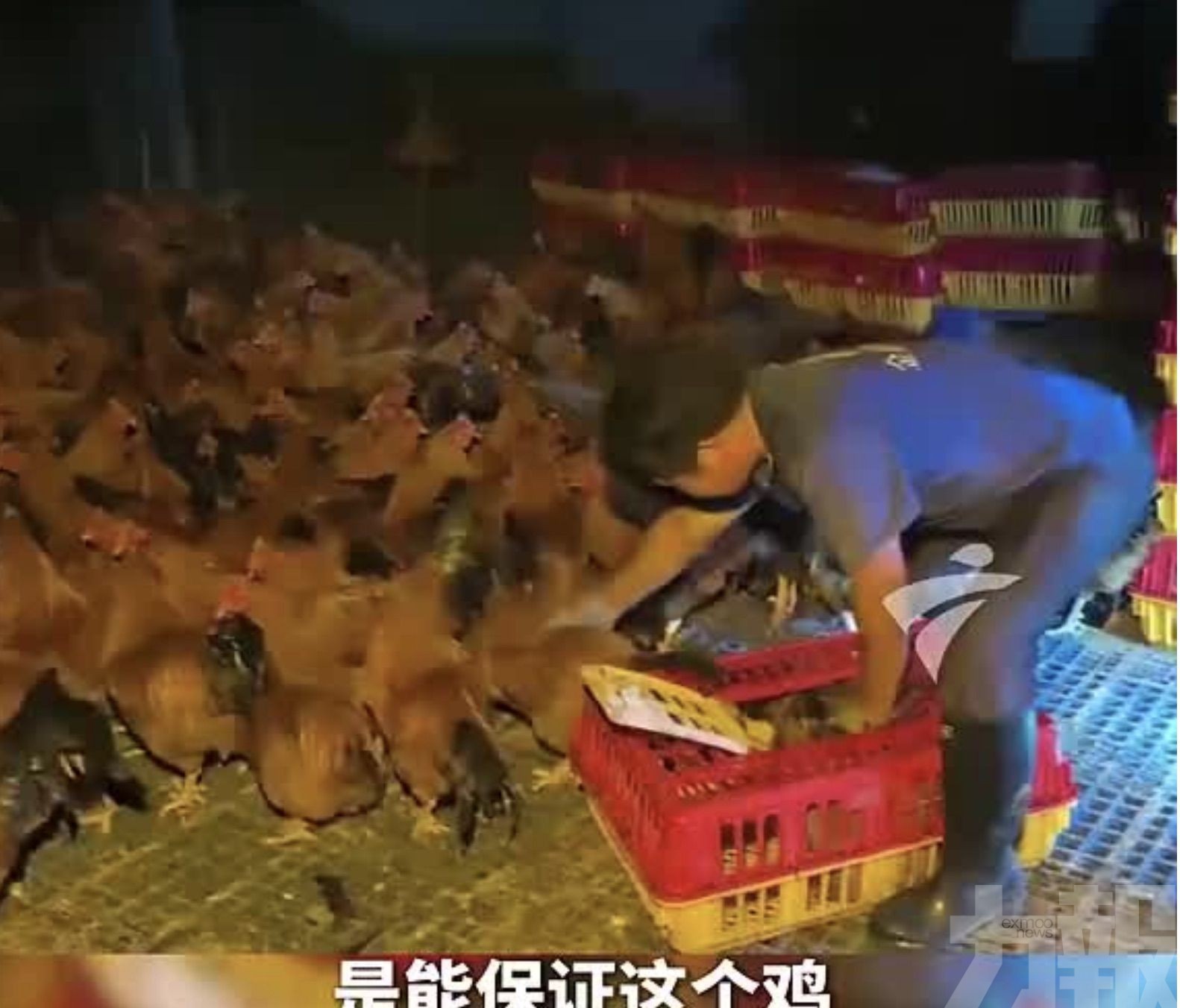 養殖業者千隻土雞增援