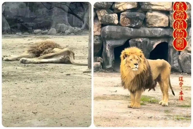 園方稱抑鬱已逐步恢復