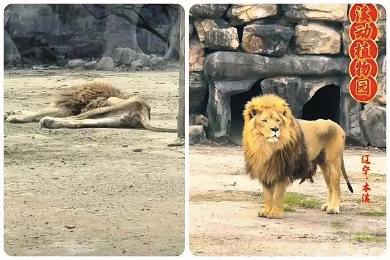 園方稱抑鬱已逐步恢復