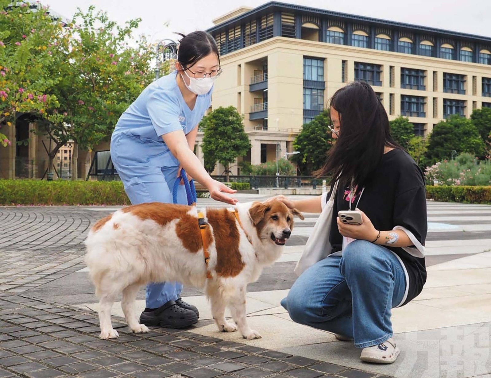 從寵物跨境看規則對接的深化空間