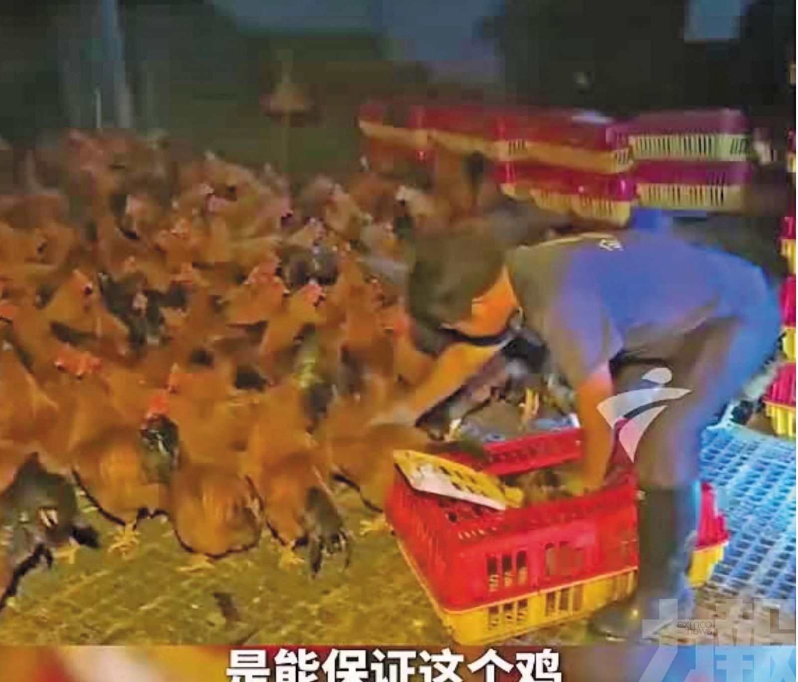 養殖業者千隻土雞增援