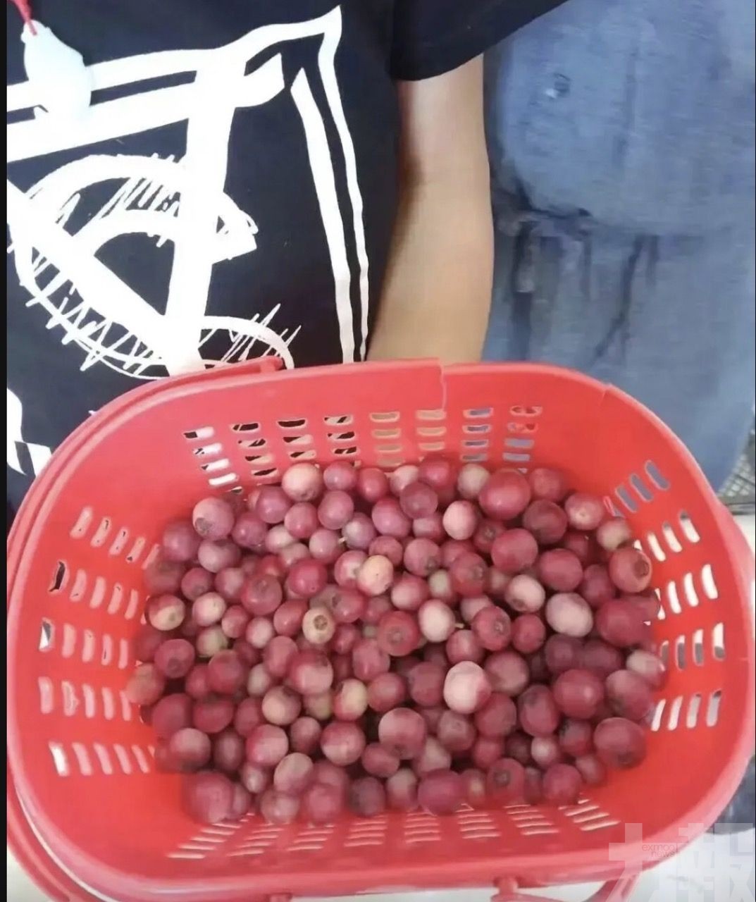 專家：非新品種 勿為顏色埋單