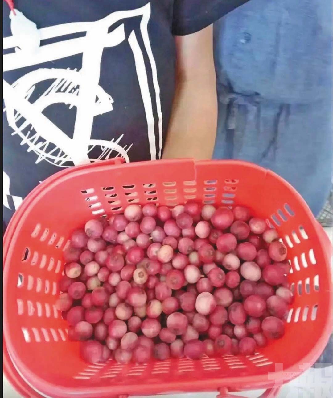 專家：非新品種 勿為顏色埋單