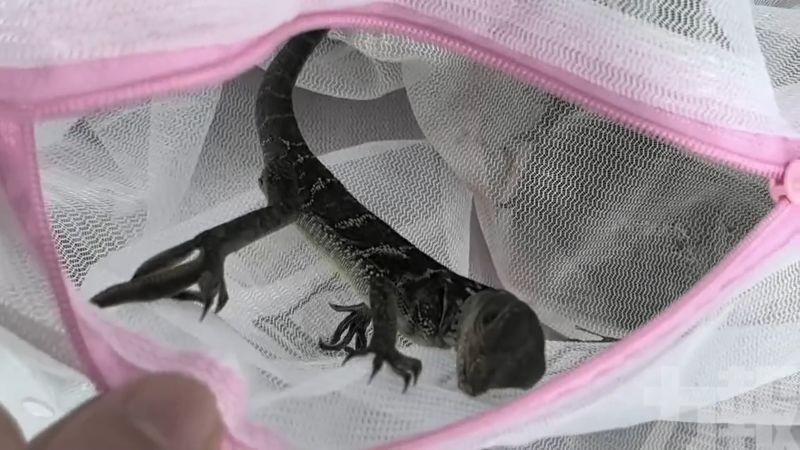 旅客攜50隻帆蜥入境被查處