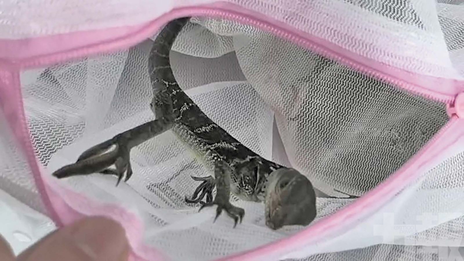 旅客攜50隻帆蜥入境被查處