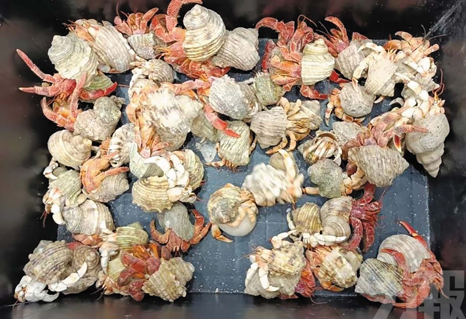 非法攜帶「異寵」按年增47%