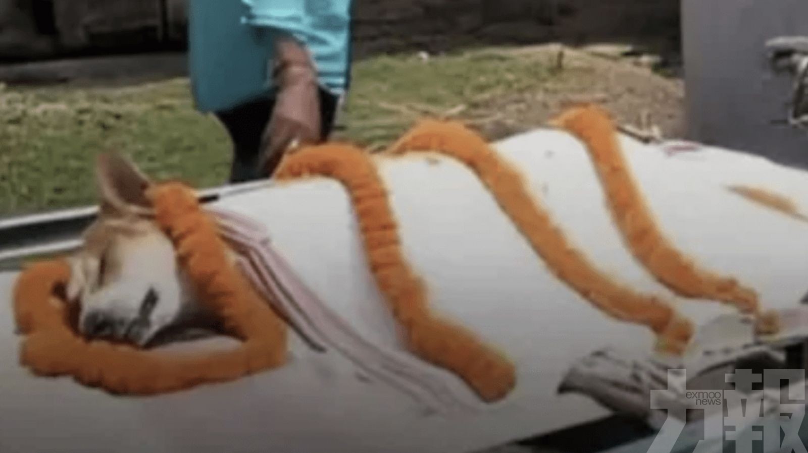 印度村民隆重送別