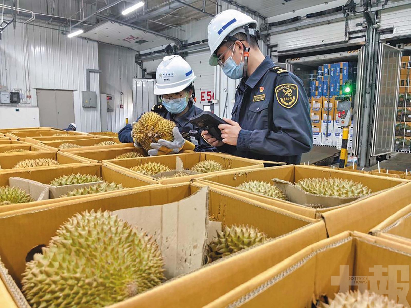 南沙24小時到港逾6,300噸