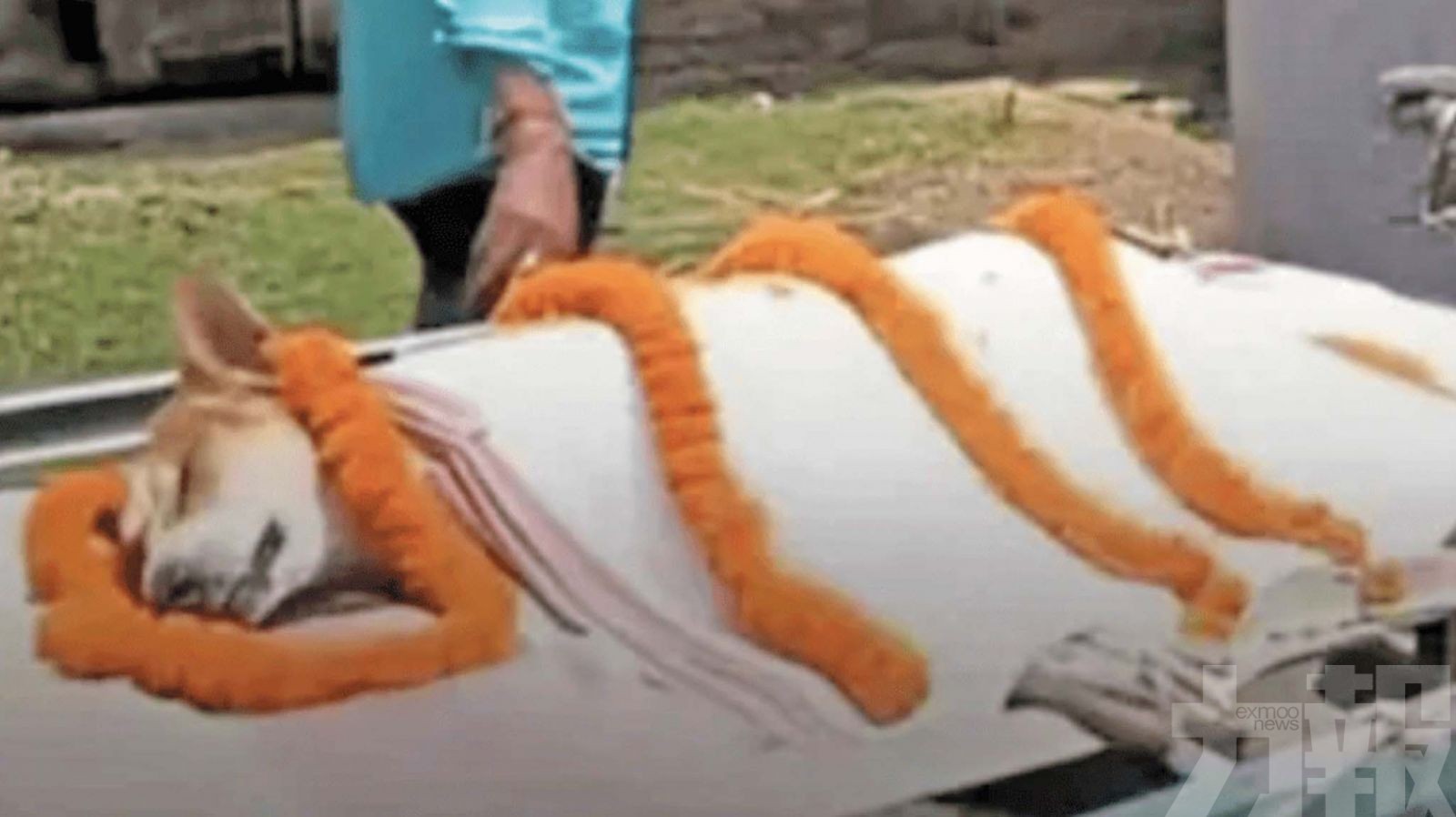 印度村民隆重送別