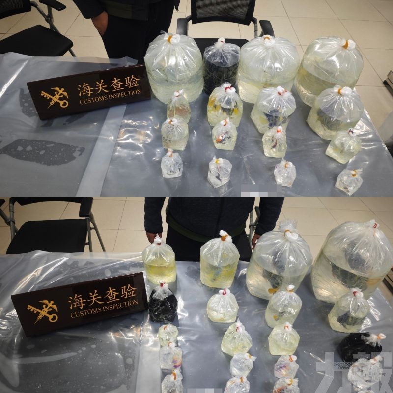 檢38條活體魚