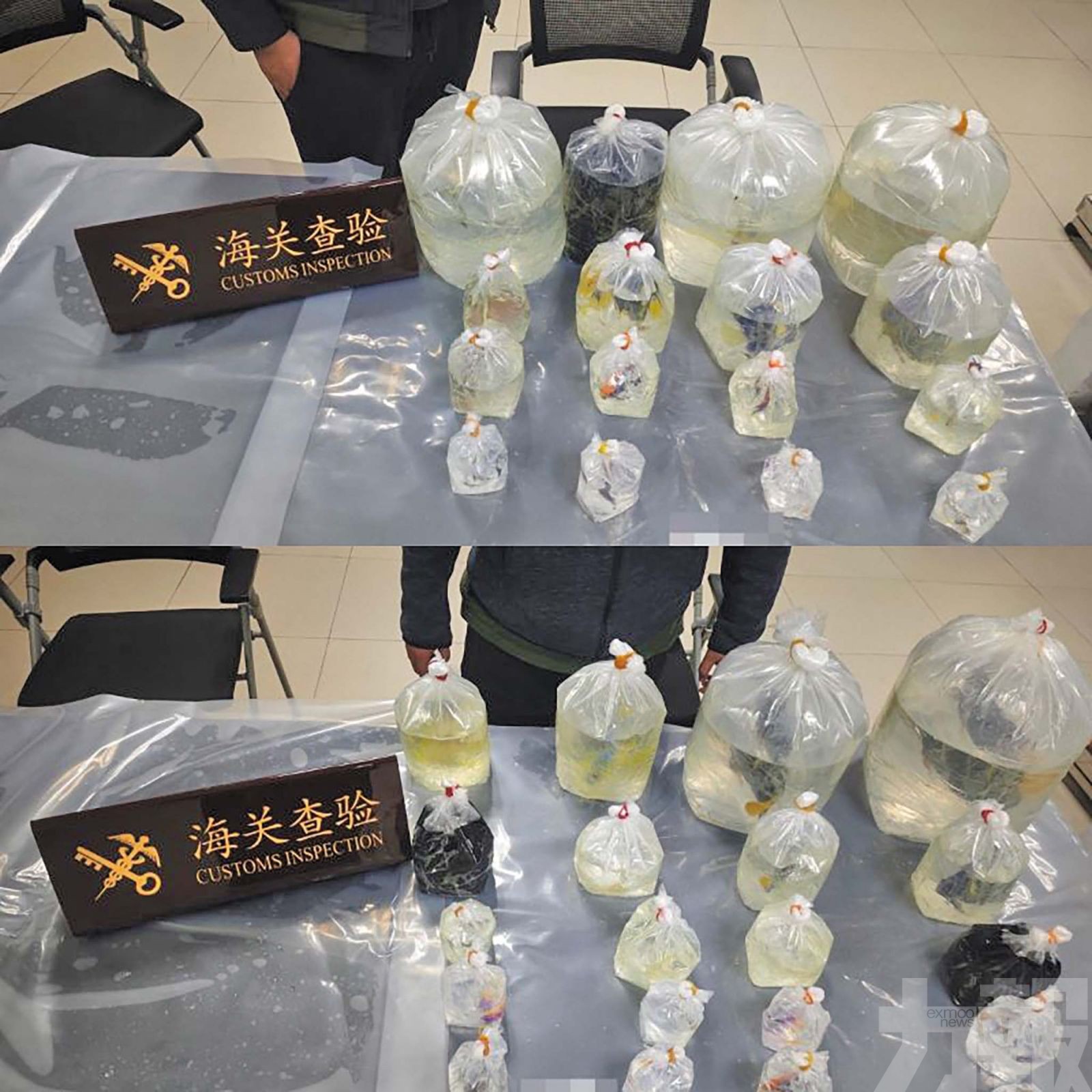 檢38條活體魚