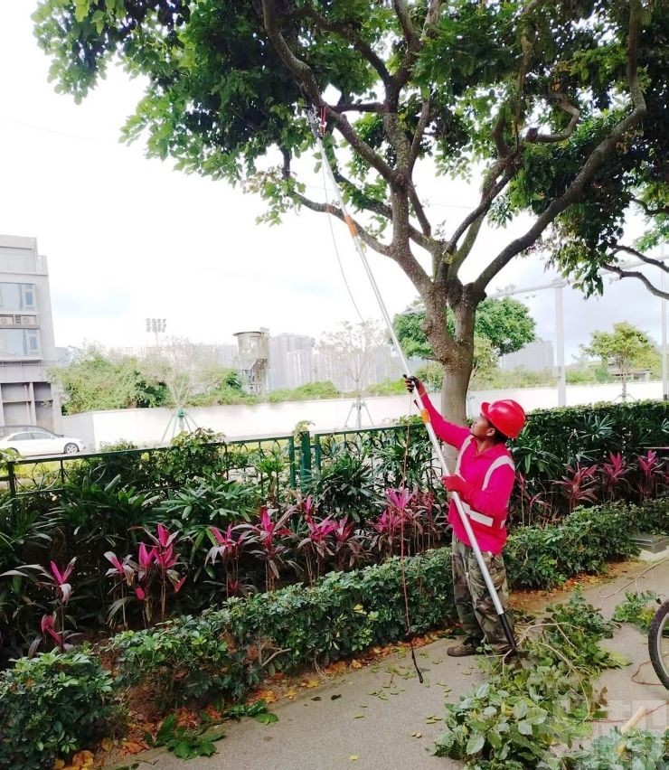 本月下旬移除隱患危樹