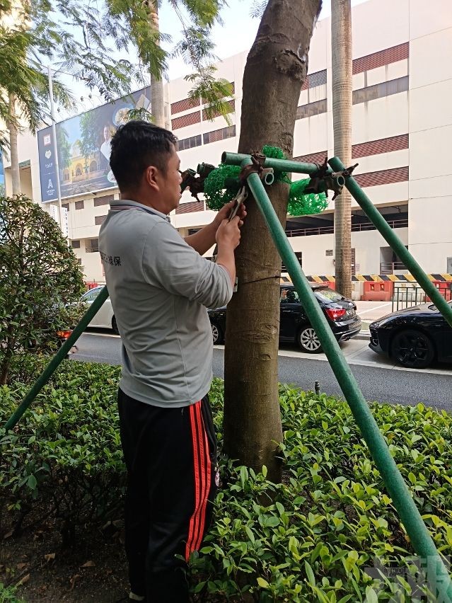 本月下旬移除隱患危樹