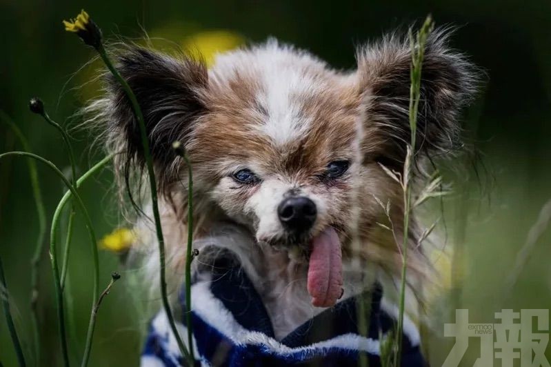 法國蝴蝶犬終年30歲