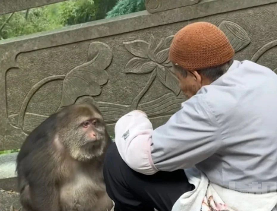 仰頭聽教萌樣笑翻網民