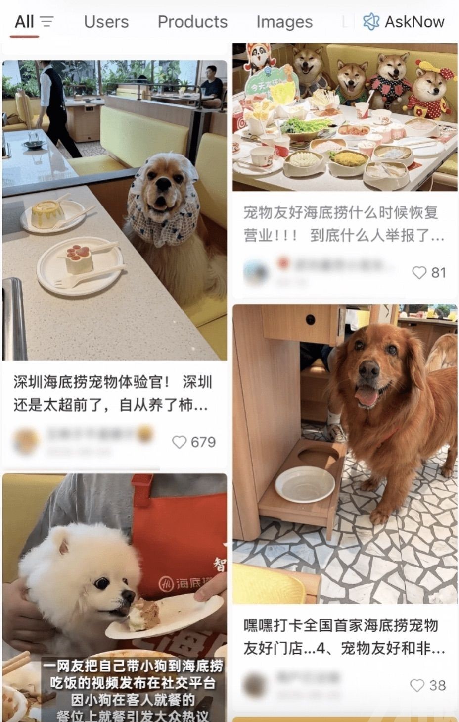 小狗上桌舔蛋糕惹爭議