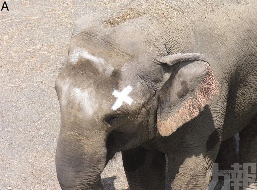 曾掀動物人格權爭議